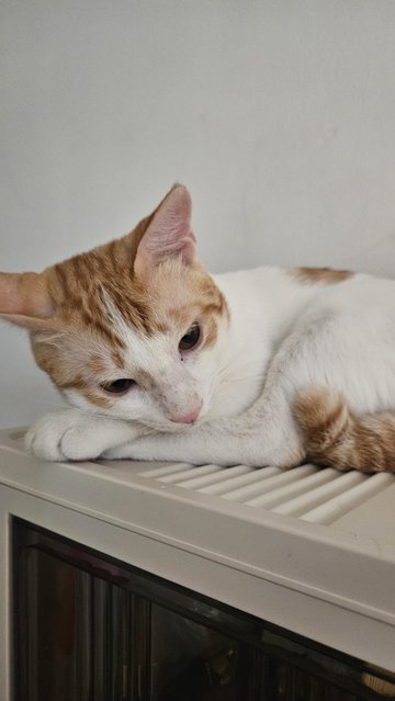 Timon - Domestic Medium Hair Cat