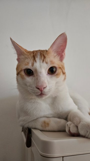 Timon - Domestic Medium Hair Cat
