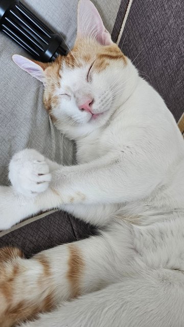 Timon - Domestic Medium Hair Cat