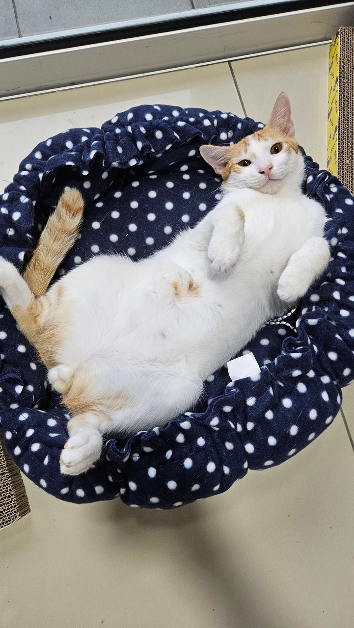 Timon - Domestic Medium Hair Cat