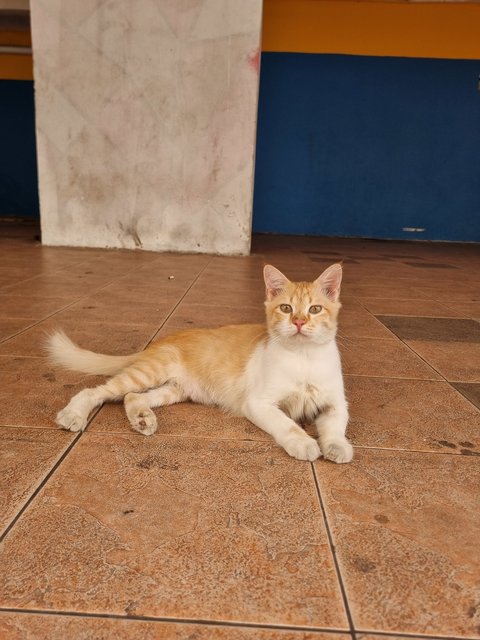 William - Domestic Short Hair Cat