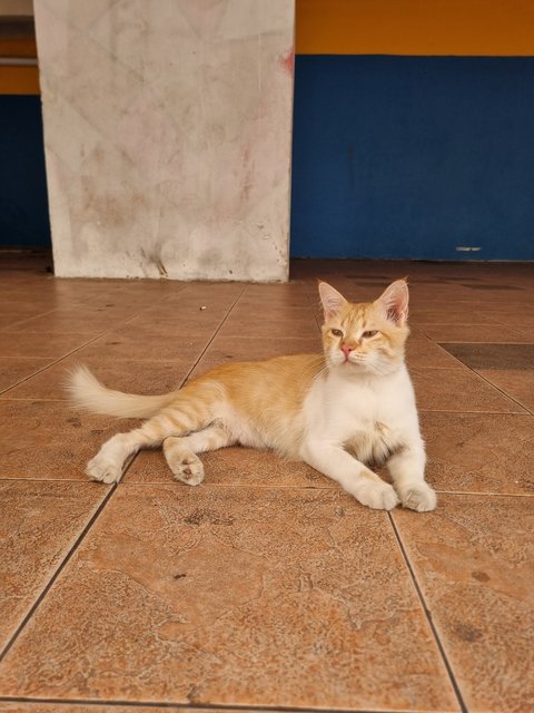 William - Domestic Short Hair Cat
