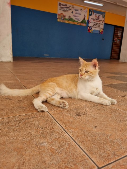 William - Domestic Short Hair Cat