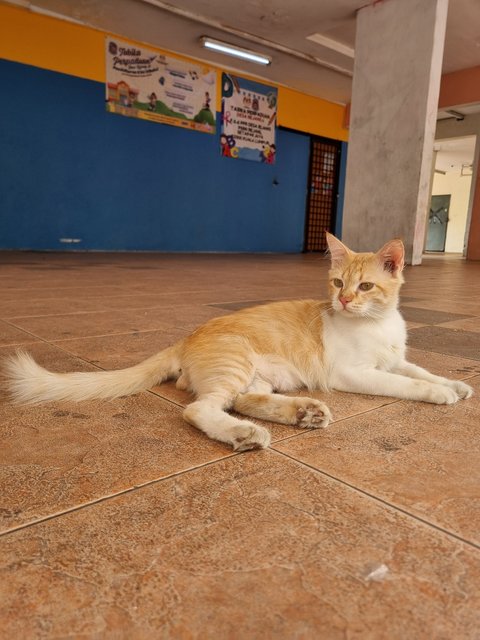 William - Domestic Short Hair Cat