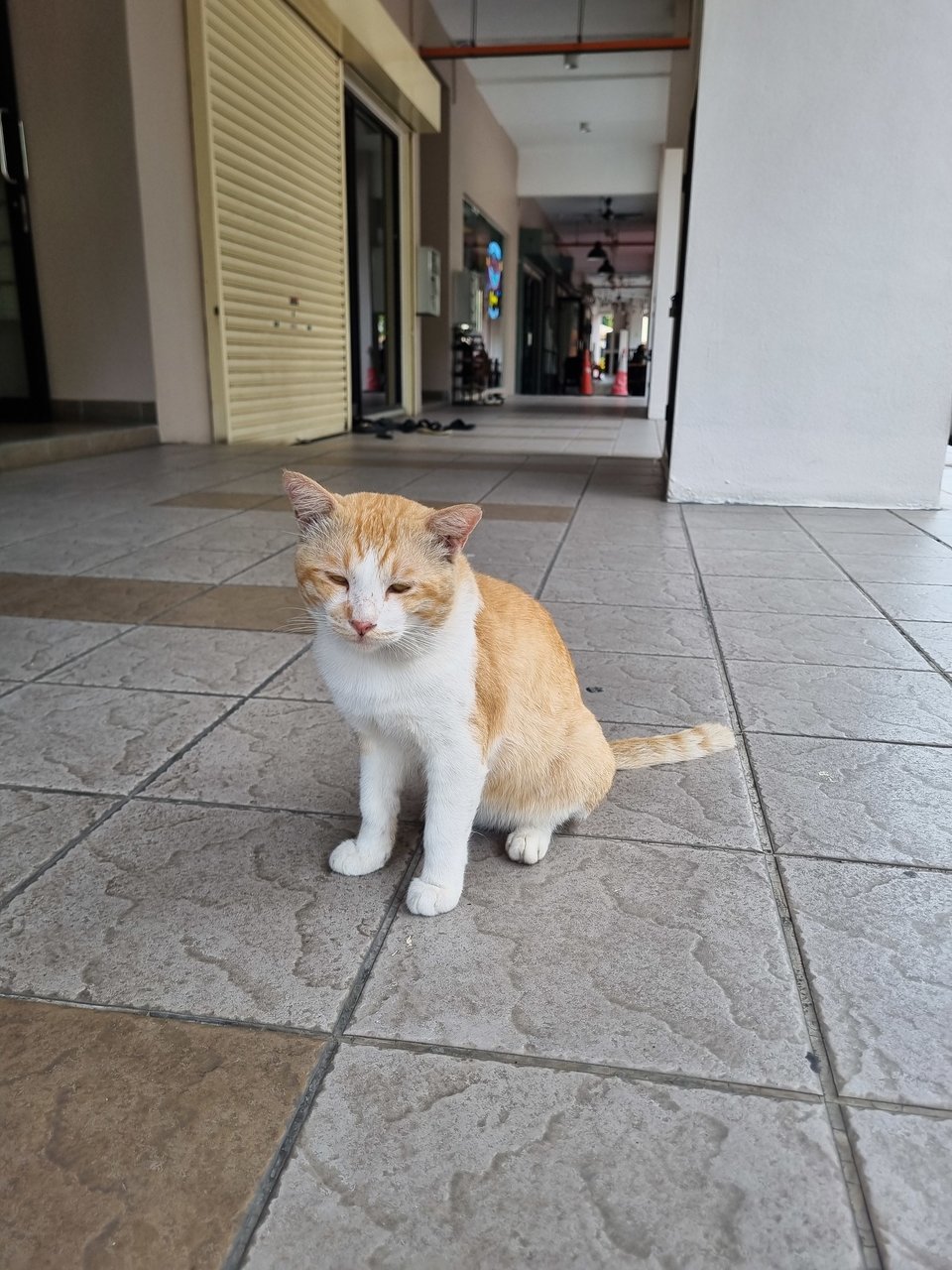 Udd - Domestic Short Hair Cat