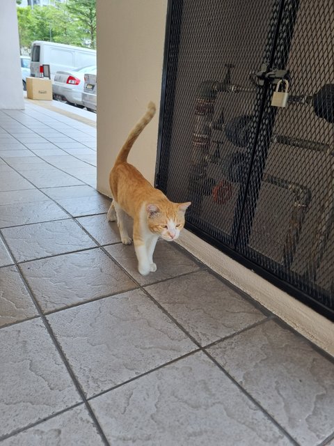 Udd - Domestic Short Hair Cat