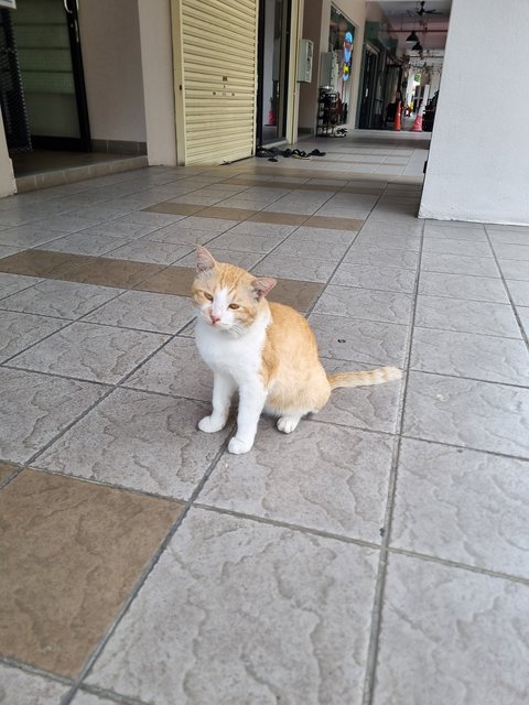 Udd - Domestic Short Hair Cat