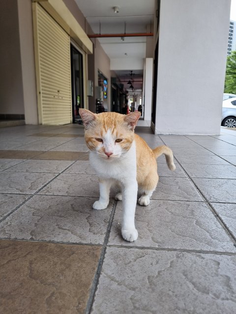 Udd - Domestic Short Hair Cat