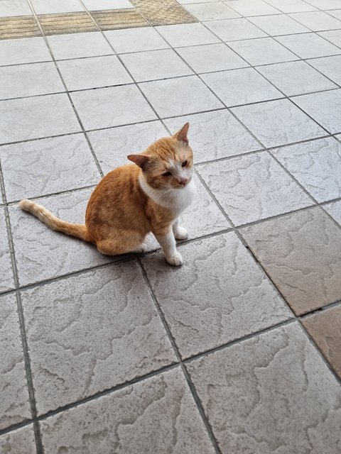 Udd - Domestic Short Hair Cat