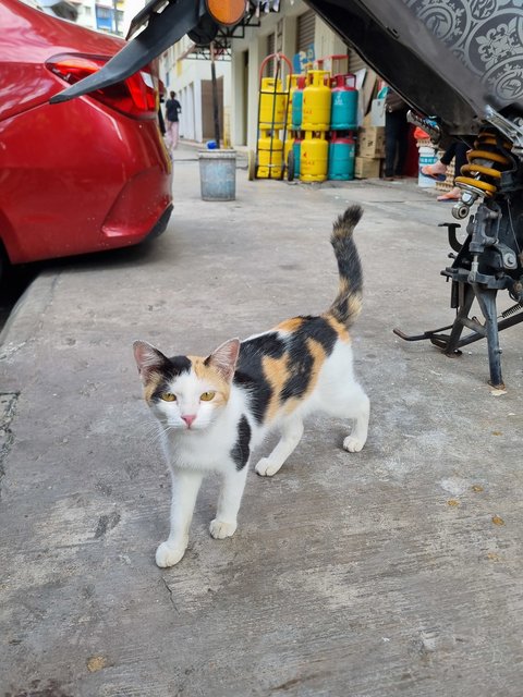 Janet  - Calico Cat