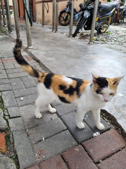 Janet  - Calico Cat