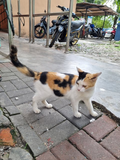 Janet  - Calico Cat