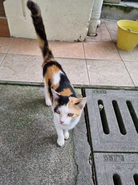Janet  - Calico Cat