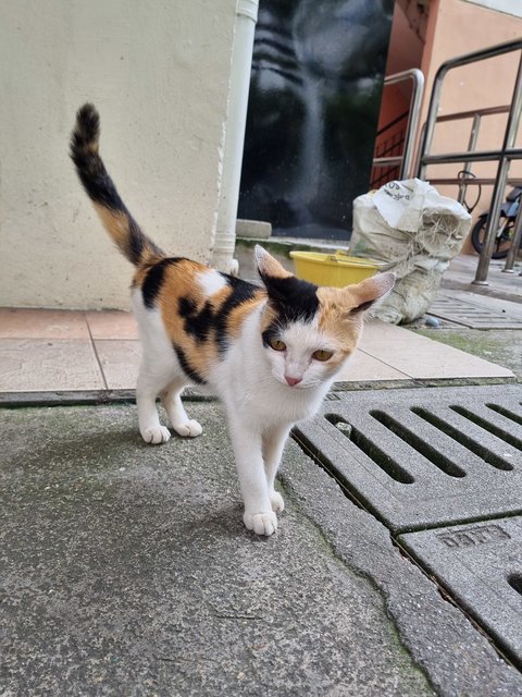 Janet  - Calico Cat