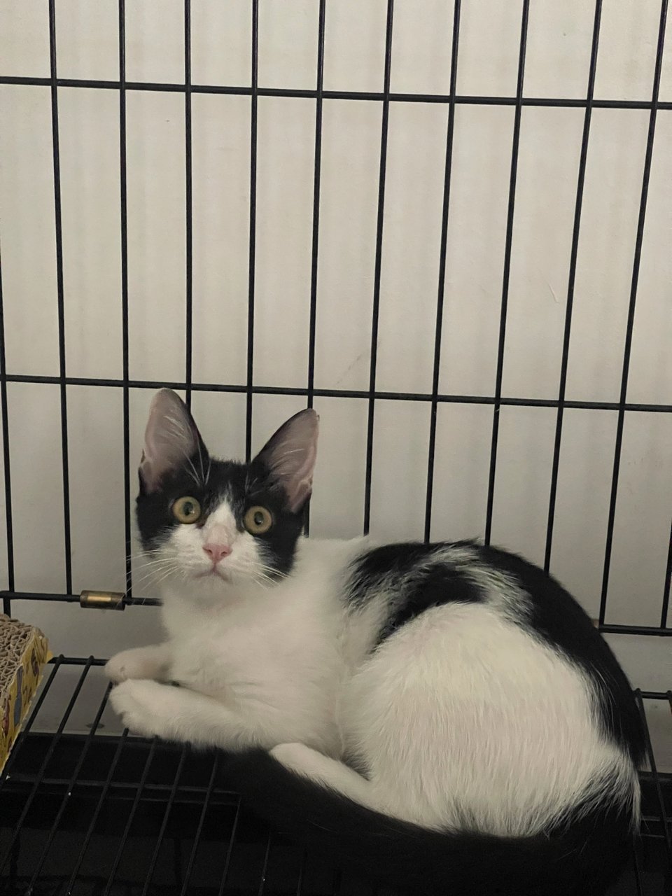 Moomoo - Domestic Short Hair Cat