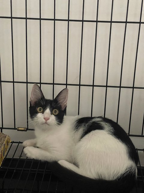 Moomoo - Domestic Short Hair Cat