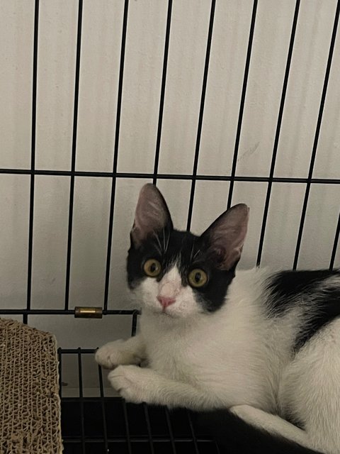Moomoo - Domestic Short Hair Cat