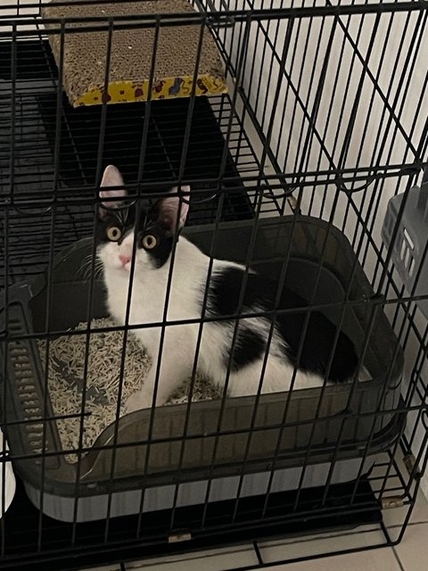 Moomoo - Domestic Short Hair Cat