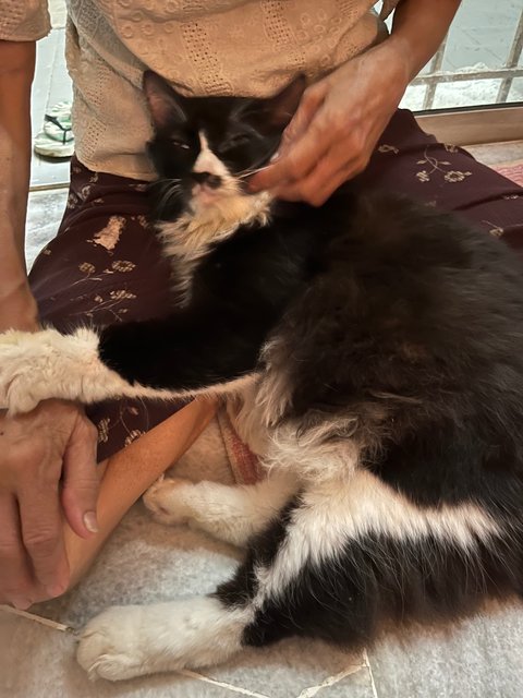 Botakchin - Cymric Cat