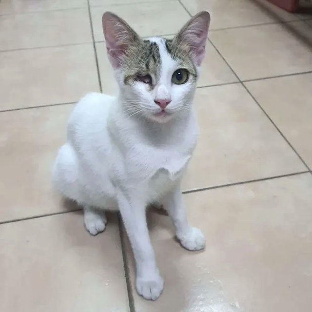 Snowy - Domestic Short Hair Cat
