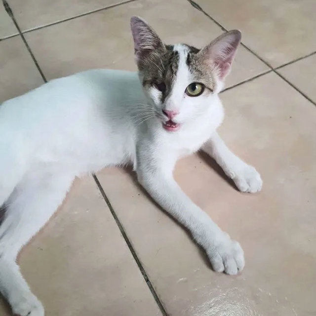 Snowy - Domestic Short Hair Cat