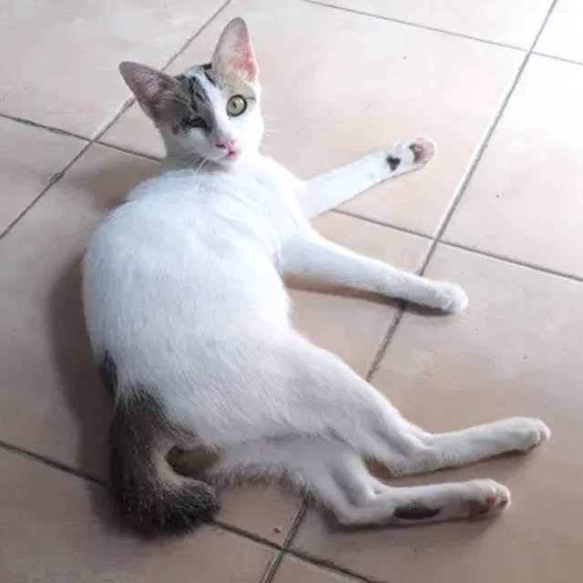 Snowy - Domestic Short Hair Cat