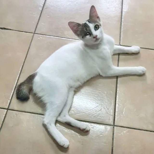 Snowy - Domestic Short Hair Cat