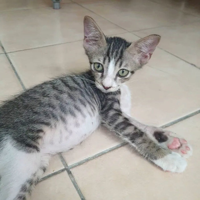 Milo - Domestic Short Hair Cat