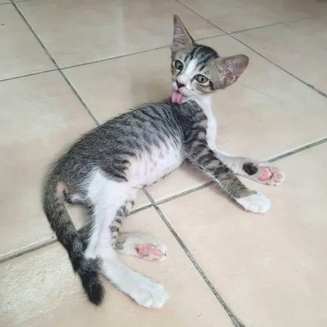 Milo - Domestic Short Hair Cat