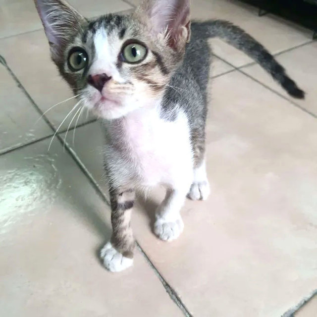 Milo - Domestic Short Hair Cat