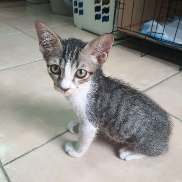 Milo - Domestic Short Hair Cat