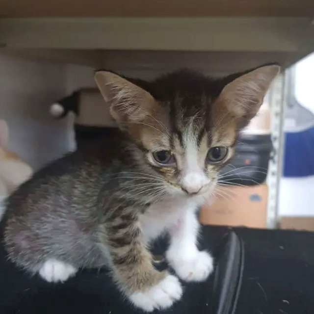 Milo - Domestic Short Hair Cat