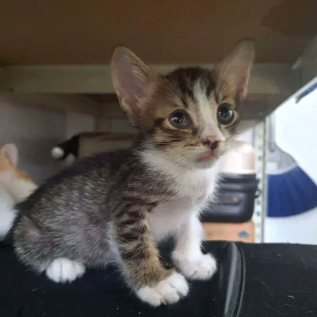 Milo - Domestic Short Hair Cat