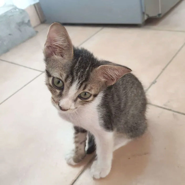 Milo - Domestic Short Hair Cat