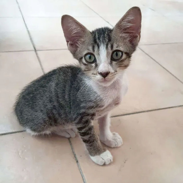 Milo - Domestic Short Hair Cat