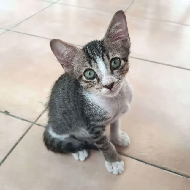 Milo - Domestic Short Hair Cat