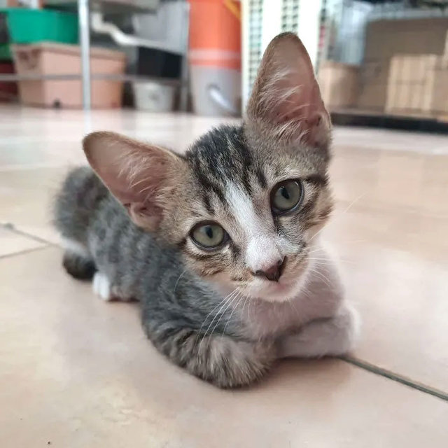 Milo - Domestic Short Hair Cat