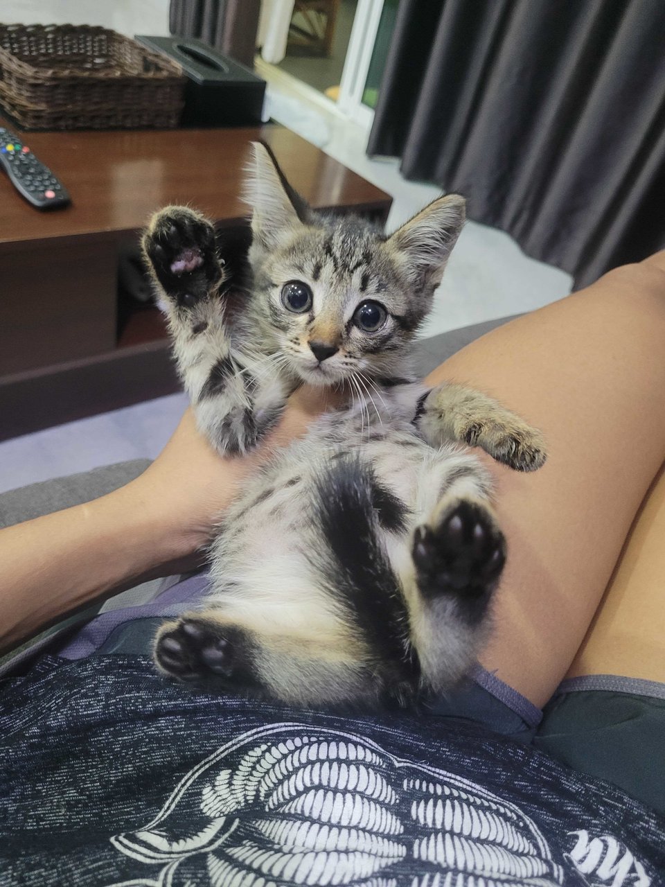 PF141816 - Domestic Short Hair Cat