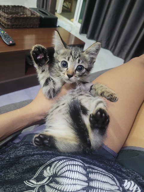 PF141816 - Domestic Short Hair Cat