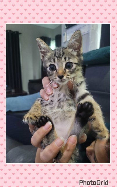 PF141816 - Domestic Short Hair Cat