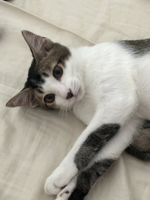 Onigiri  - Domestic Short Hair Cat