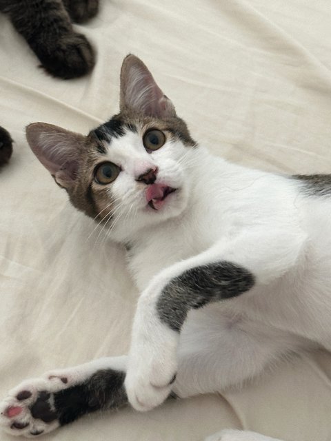 Onigiri  - Domestic Short Hair Cat