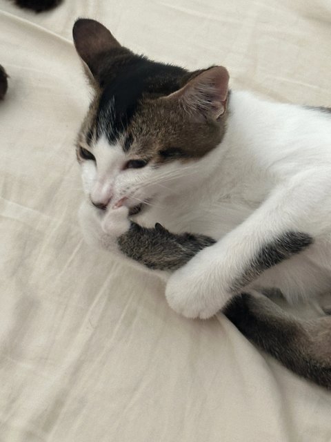 Onigiri  - Domestic Short Hair Cat