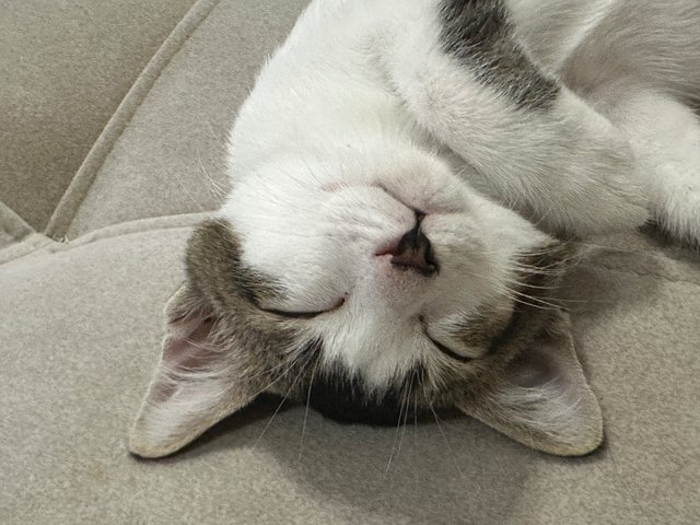 Onigiri  - Domestic Short Hair Cat