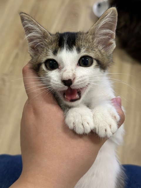 Onigiri  - Domestic Short Hair Cat