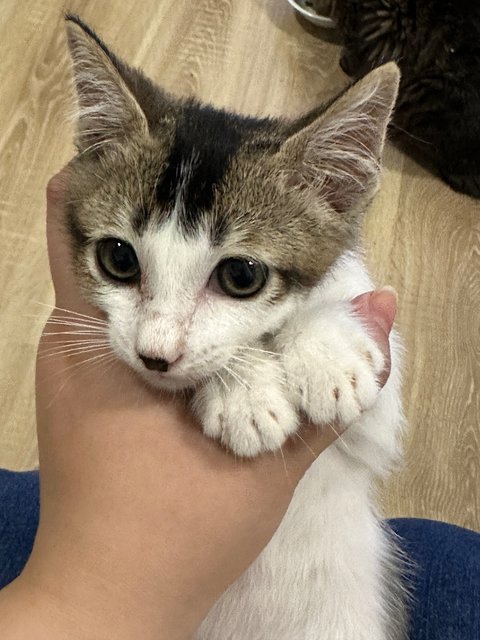 Onigiri  - Domestic Short Hair Cat