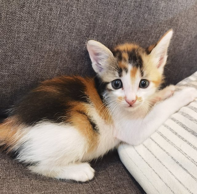 Ash &amp; Boots - Domestic Medium Hair Cat