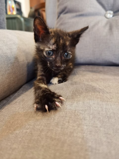 Ash &amp; Boots - Domestic Medium Hair Cat