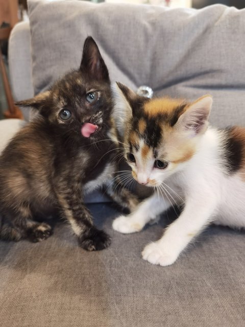 Ash &amp; Boots - Domestic Medium Hair Cat