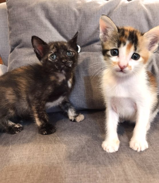 Ash &amp; Boots - Domestic Medium Hair Cat